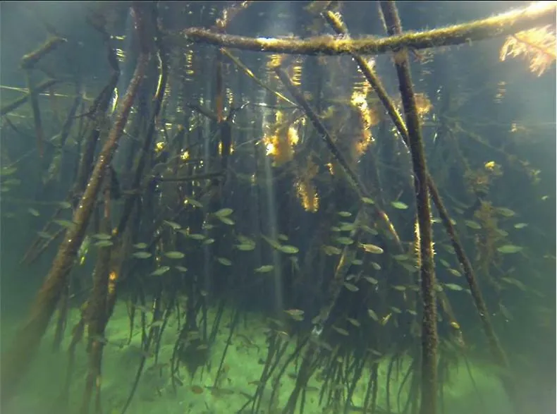 ホテルCenote Encantado Tulum Eco-Glamping Camp ラグジュアリーテント